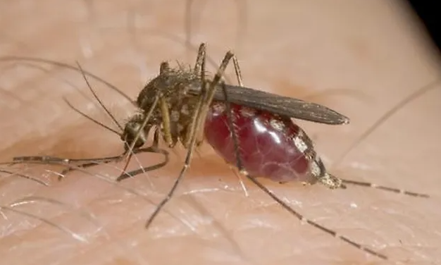 First 2025 West Nile Virus Mosquitoes Found in Newark, Ohio
