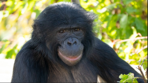 Beloved Bonobo Max Passes Away at Columbus Zoo