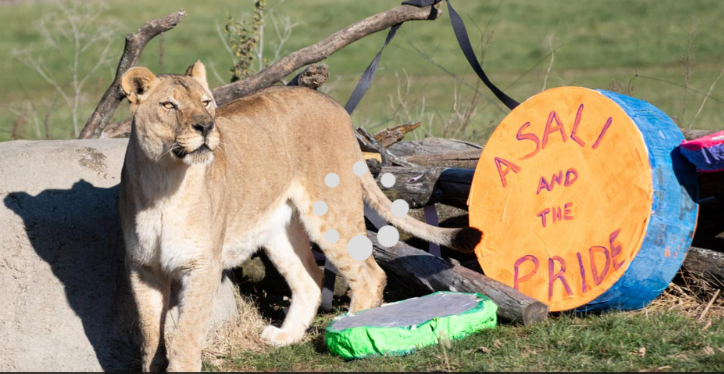 USDA Blames Columbus Zoo for Lion Attack after Door Failure