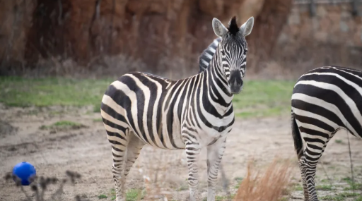 Paula the Zebra Dies in Habitat Accident at Columbus Zoo