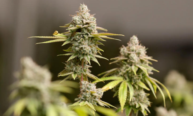 Ohio Senate Approves New Marijuana Law Changes