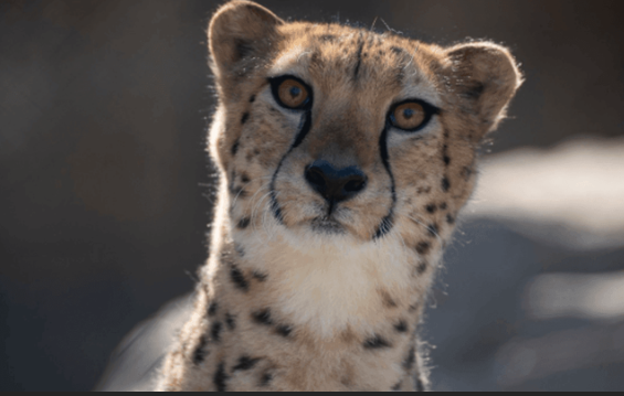 Columbus Zoo Cheetah Kibibi Dies at 12